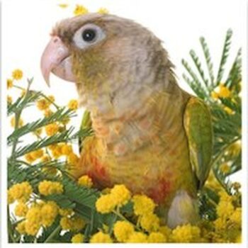 Buy Exotic Birds Online | Pet Birds For Sale | Birds Online Near Me