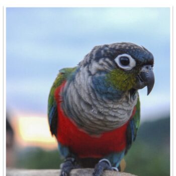 Buy Crimson Bellied Conure Online