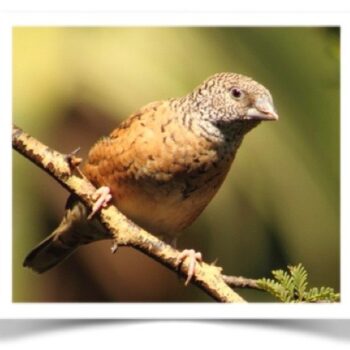 Buy Cut-Throat Finch Online - Image 3
