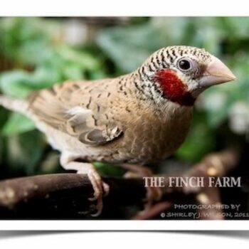 Buy Cut-Throat Finch Online - Image 2