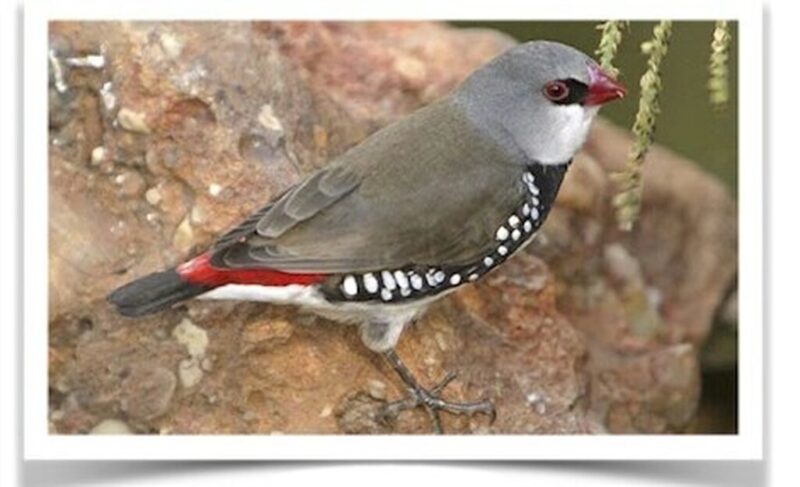 Buy Diamond Firetail Finch Online