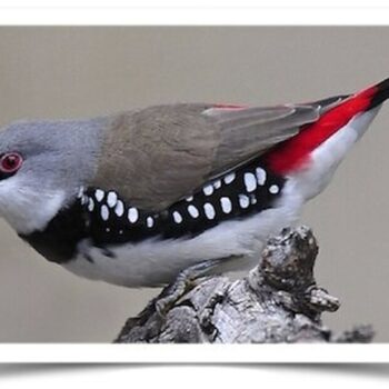 Buy Diamond Firetail Finch Online - Image 2