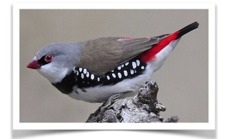 Buy Diamond Firetail Finch Online - Image 2