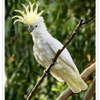 Buy Eleanora Cockatoo (Sulfur Crested) Online