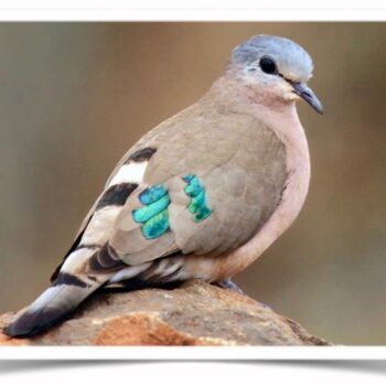 Buy Emerald Spotted Dove Online 