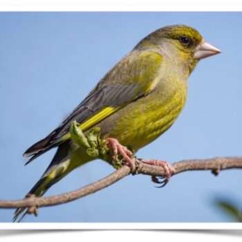 Buy European Greenfinch Online