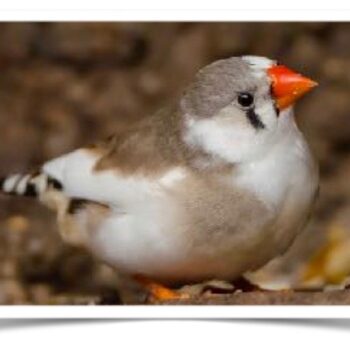 Buy Pied Zebra Finch Online - Image 2