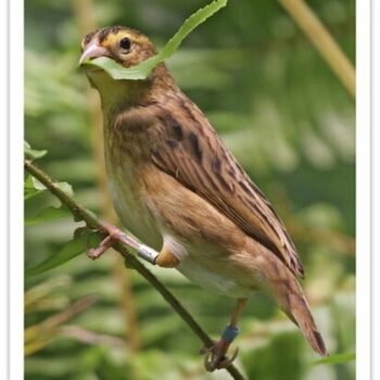 Buy Orange Crown Weaver (Red Bishop) Online - Image 2