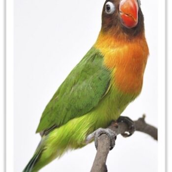 Buy Lovebirds - Fischer's Online - Image 3
