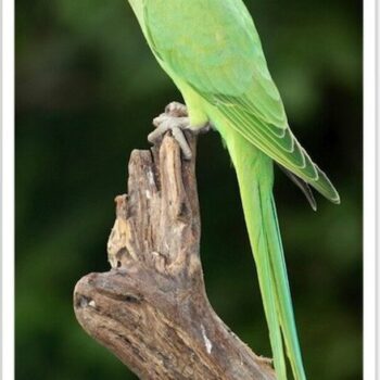 Buy Green Indian Ringneck Parakeet Online