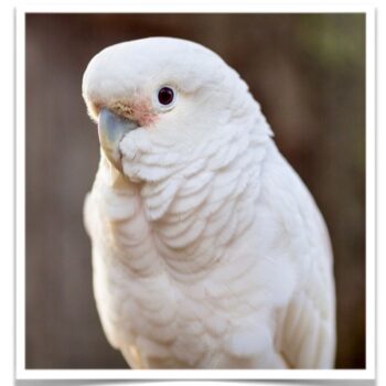 Buy Goffin's Cockatoo Online