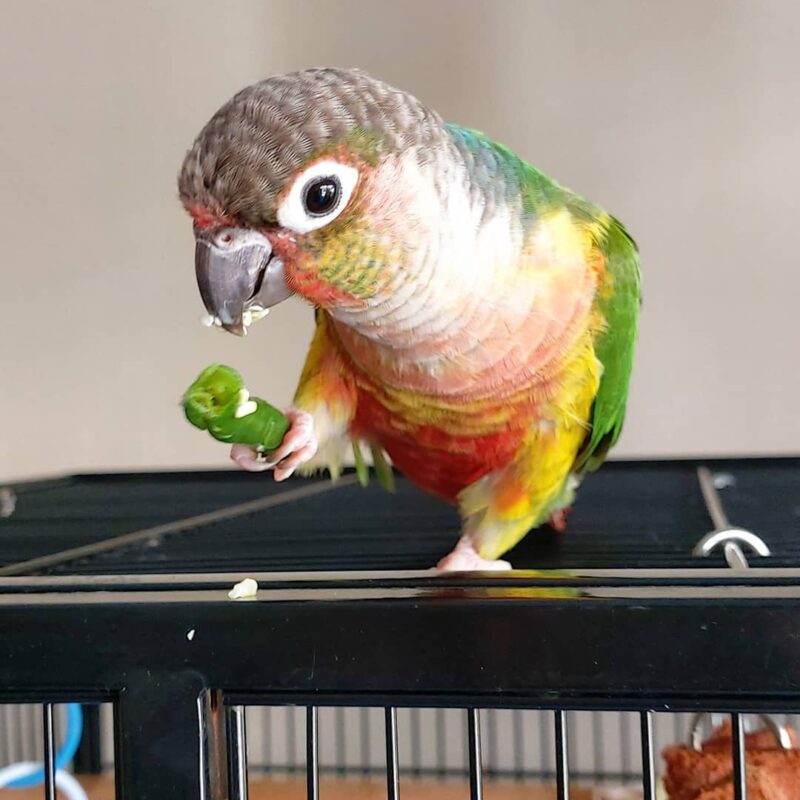 Green Cheeked Conure