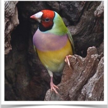 Buy Lady Gouldian Green Back Normal (BLACK HEAD MALE ONLY) Online - Image 4