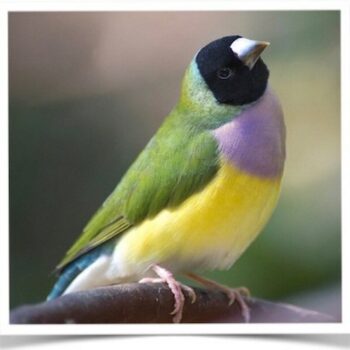 Buy Lady Gouldian Green Back Normal (BLACK HEAD MALE ONLY) Online - Image 3