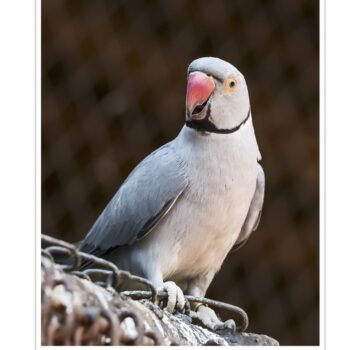 Buy Grey Indian Ringneck Parakeet Online