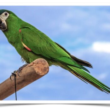 Buy Hahn's Macaw Online