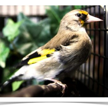 Buy Himalayan Goldfinch Online