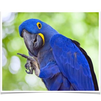 Buy Hyacinth Macaw Online - Image 2