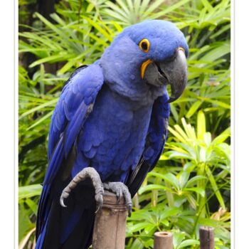 Buy Hyacinth Macaw Online - Image 4