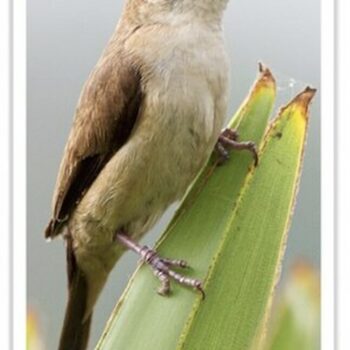 Buy Indian Silverbill Online