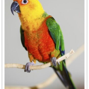 Buy Conure - Jenday (Jandaya Parakeet) Online