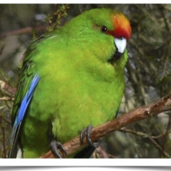 Buy Kakariki (Red Crowned Parakeet) Online