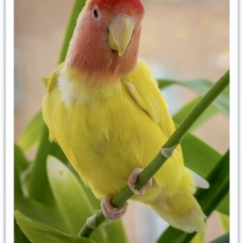 Buy Lutino Peach Face Lovebird Online