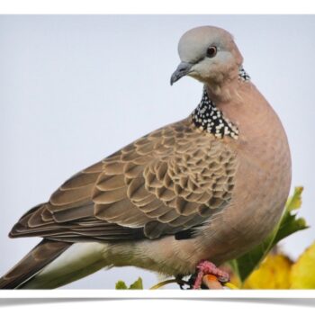 Buy Lace-necked (Spotted) Dove Online