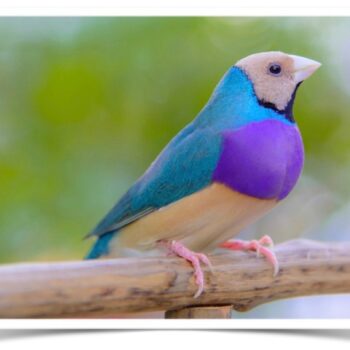 Buy Lady Gouldian Finch - Blue-back Online - Image 4