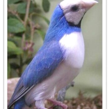 Buy Lady Gouldian Finch - Blue-back Online - Image 5