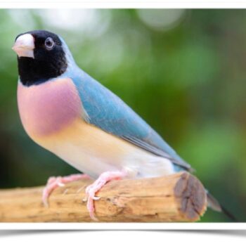 Buy Lady Gouldian Finch - Blue-back Online - Image 3
