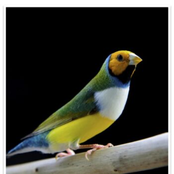 Buy Lady Gouldian Green Back Normal (BLACK HEAD MALE ONLY) Online - Image 9