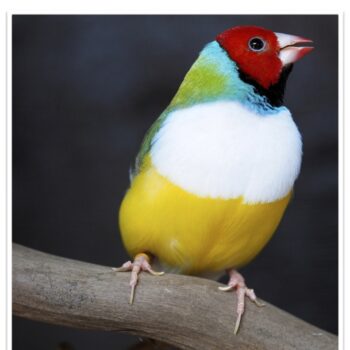 Buy Lady Gouldian Green Back Normal (BLACK HEAD MALE ONLY) Online - Image 6