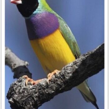 Buy Lady Gouldian Green Back Normal (BLACK HEAD MALE ONLY) Online - Image 5