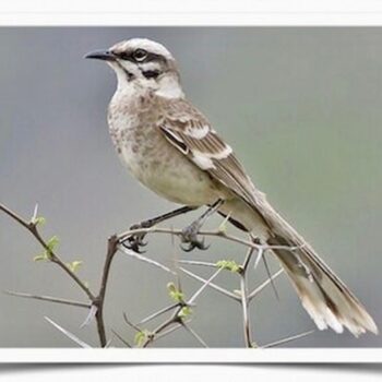 Buy Long-Tailed Mockingbird Online