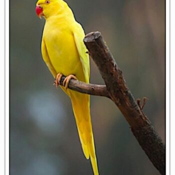 Buy Lutino Indian Ringneck Parakeet Online