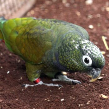 Maximilian Pionus parrot for sale