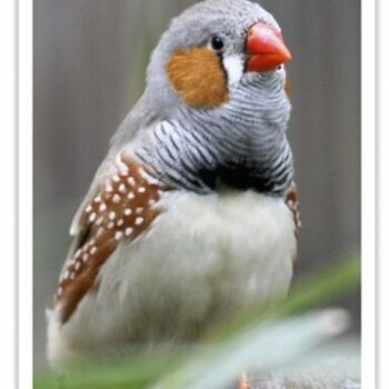 Buy English Zebra Finch - Normal Online