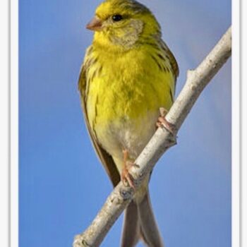 Buy European Serin - Serinus serinus Online