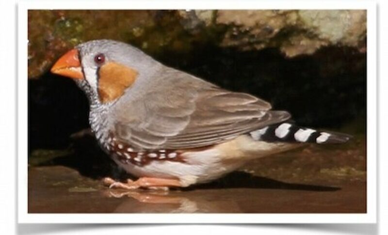 Buy Zebra Finch - Normal Online - Image 2