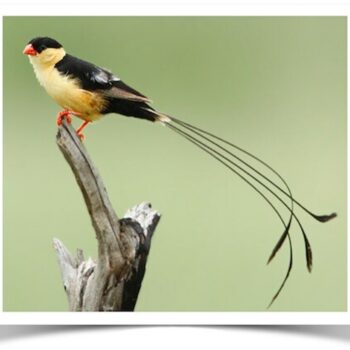 Buy Shaft-tailed Whydah - Pair Online