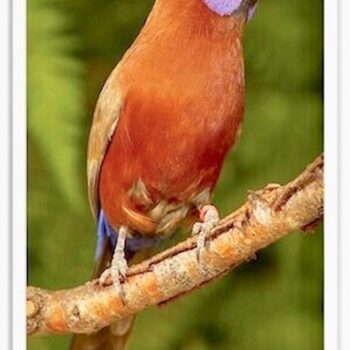 Buy Violet Eared Waxbill Finch - Pairs Online