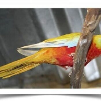 Buy Yellow Turquoisine Parakeet Online