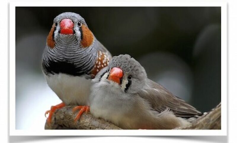 Buy Zebra Finch - Normal Online