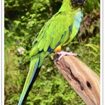 Buy Nanday Conure Online