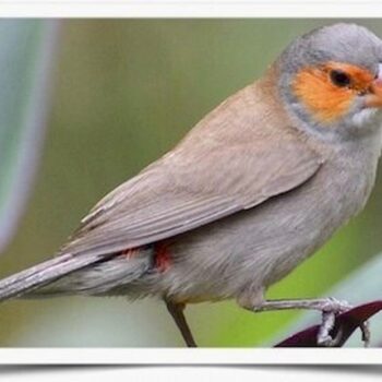 Buy Orange-Cheeked Waxbill Online