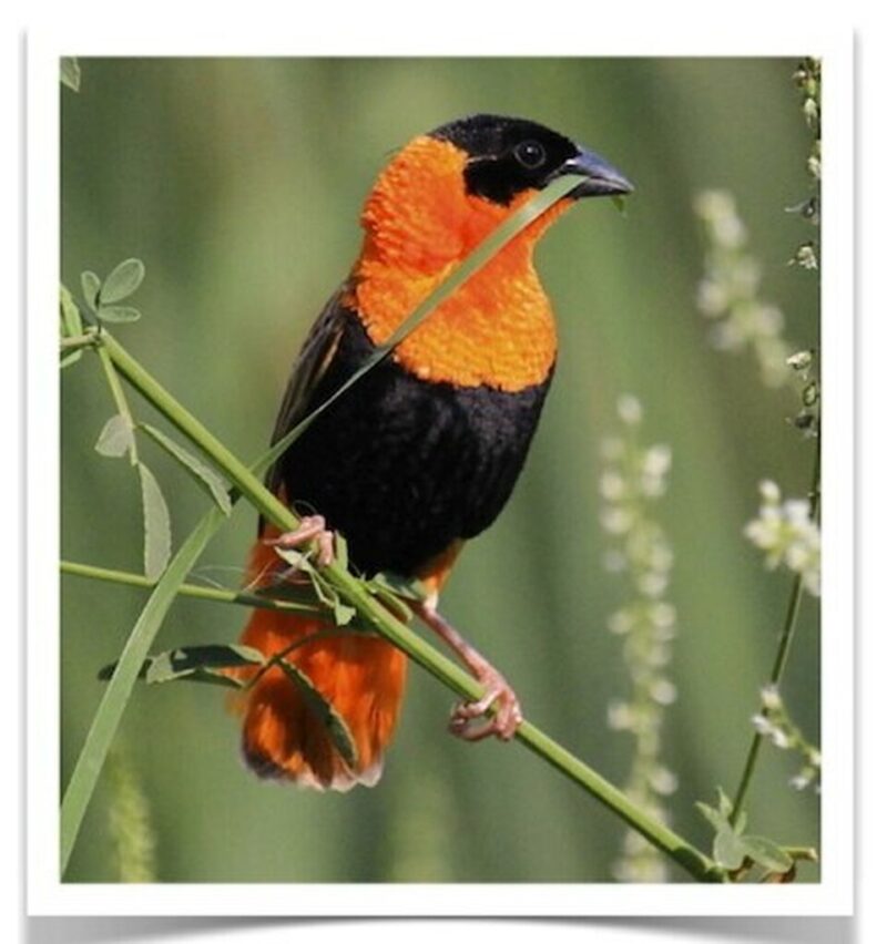 Buy Orange Crown Weaver (Red Bishop) Online - Image 3