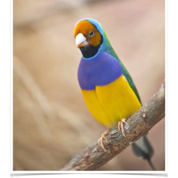 Buy Lady Gouldian Green Back Normal (BLACK HEAD MALE ONLY) Online