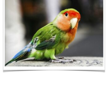 Buy Lovebirds - Peach-faced Online - Image 3