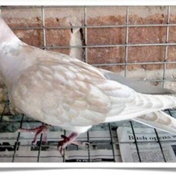 Buy Ash Pearl Ringneck Dove Online